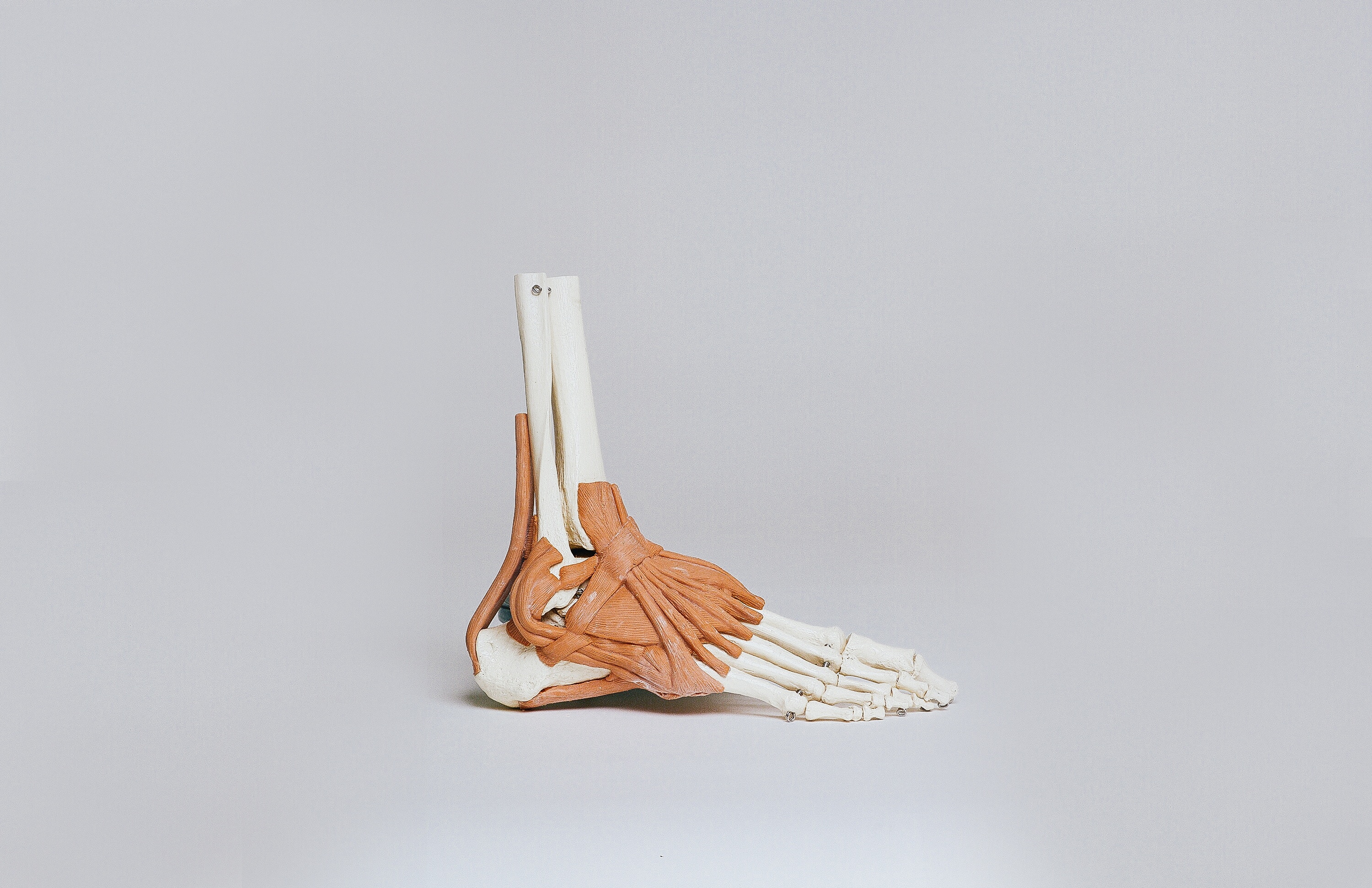 Foot and ankle tendons
